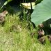 20070616_mizumotokoen_004